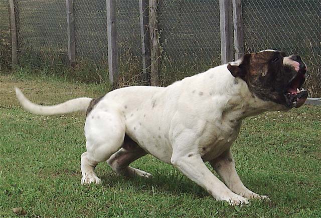 working american bulldog breeders