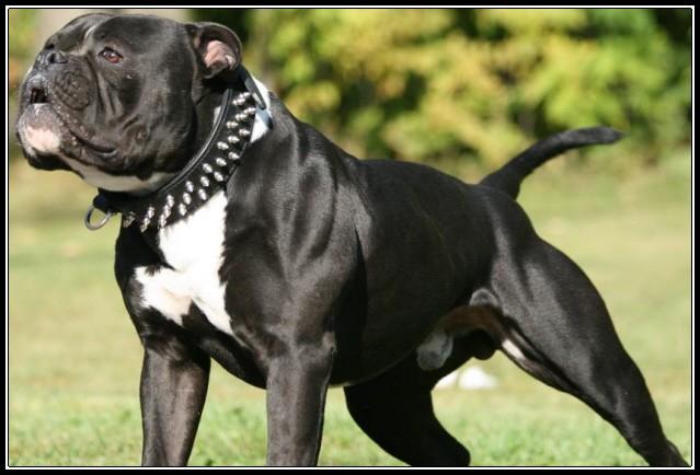 Get Black And White American Bulldog - Sinobhishur